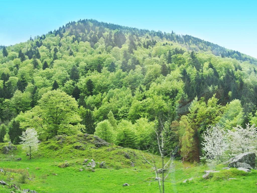 Hotel Grossbach Menzenschwand-Hinterdorf Esterno foto