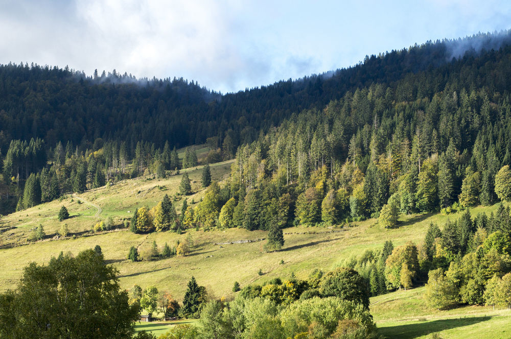 Hotel Grossbach Menzenschwand-Hinterdorf Esterno foto