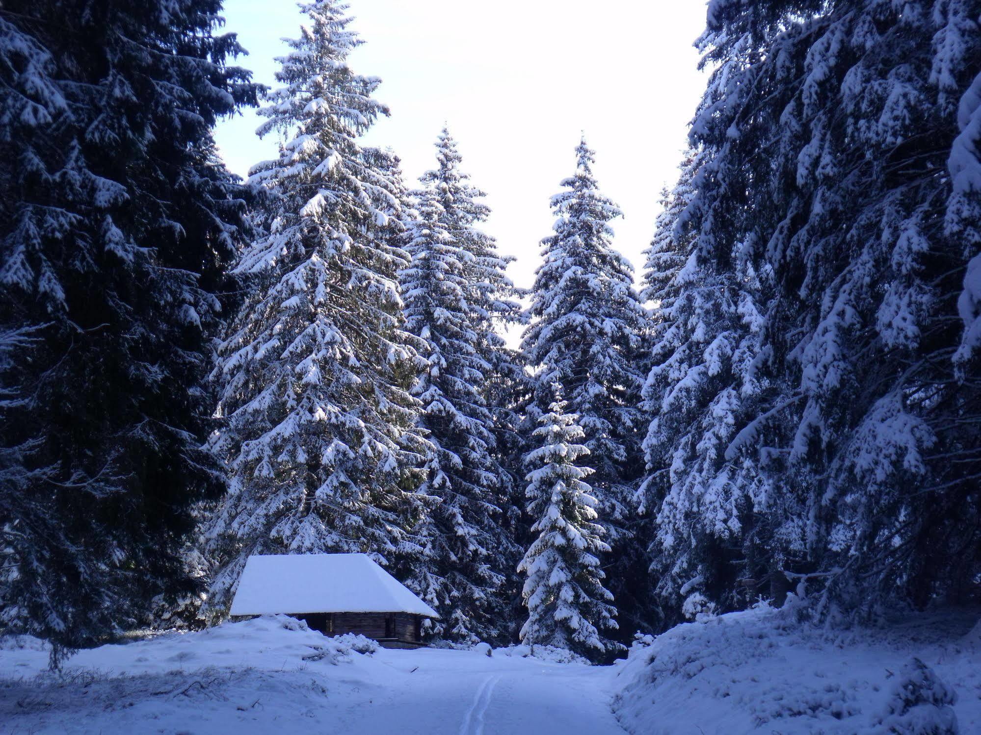 Hotel Grossbach Menzenschwand-Hinterdorf Esterno foto